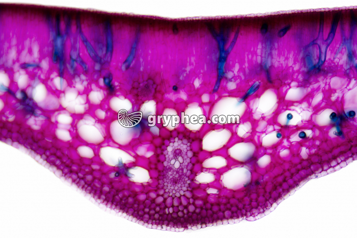 Feuille de Nymphea CT x25 - gryphea.com